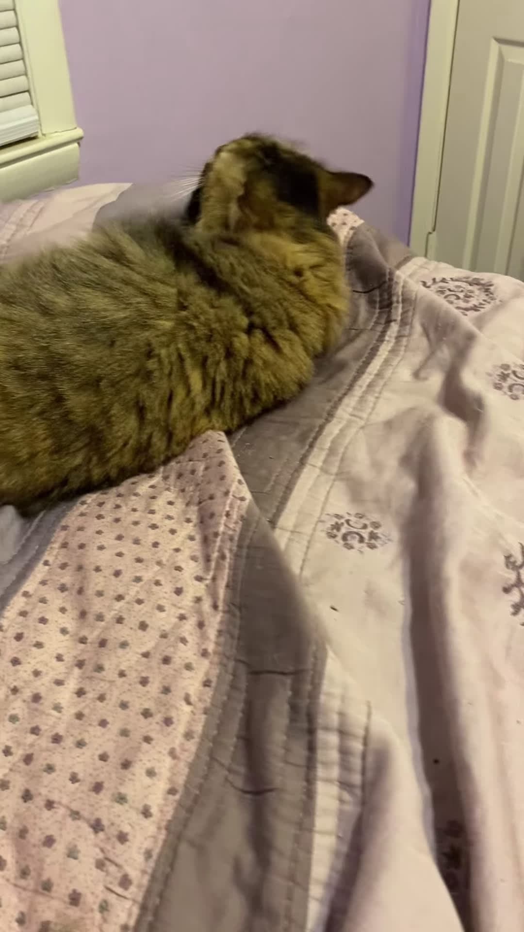 cover for Nessie after doing catnip #JustSayNo #catnipchronicles #catniphigh