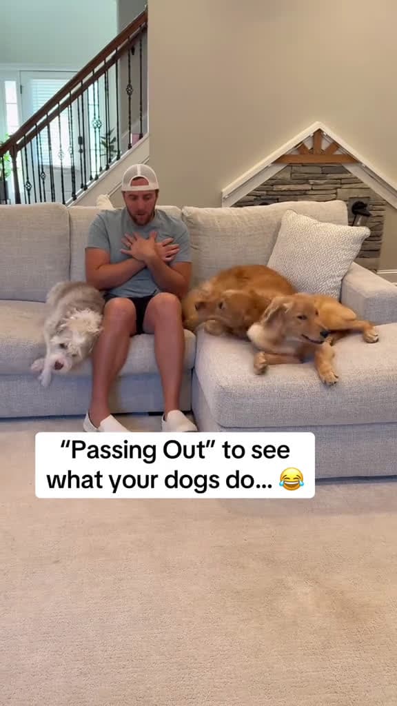 cover for Dogs' Hilarious Reactions to Singing Fails