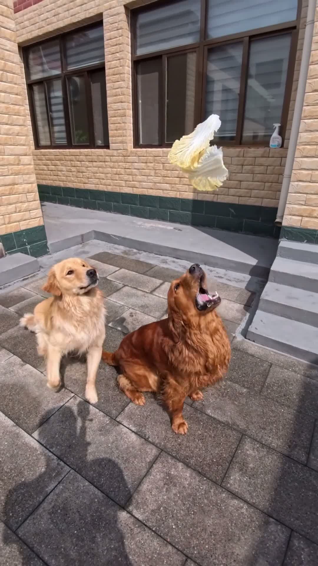 cover for Funny dogs.  #dog  #animals