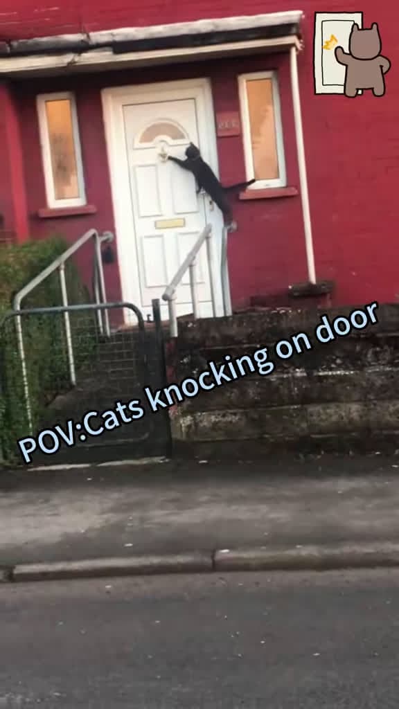 cover for When cats start knocking like they own the place! 🐱🚪 #FunnyCat #Cats #PetLife