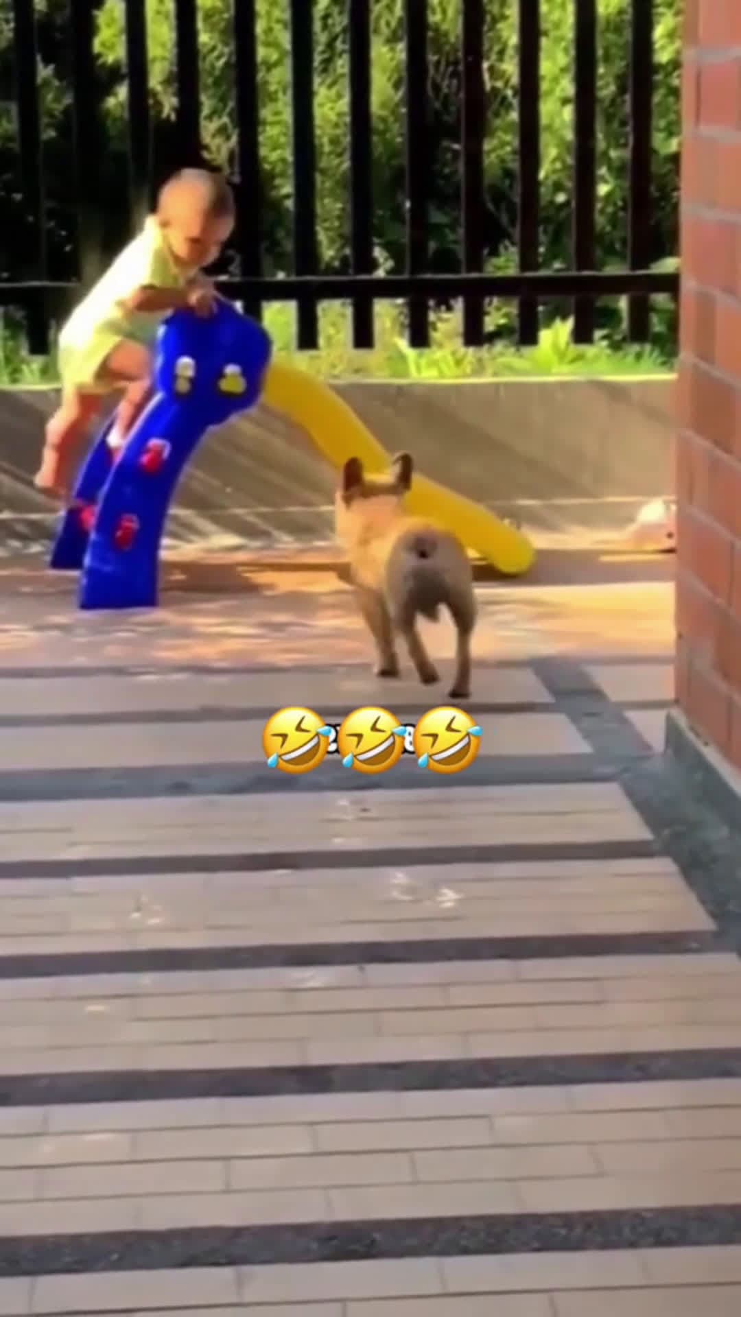 cover for 🤣🤣#funny #funnyvideos #animals #fyp #viral #scoopz  #foryou  #trending  #caughtoncamera 