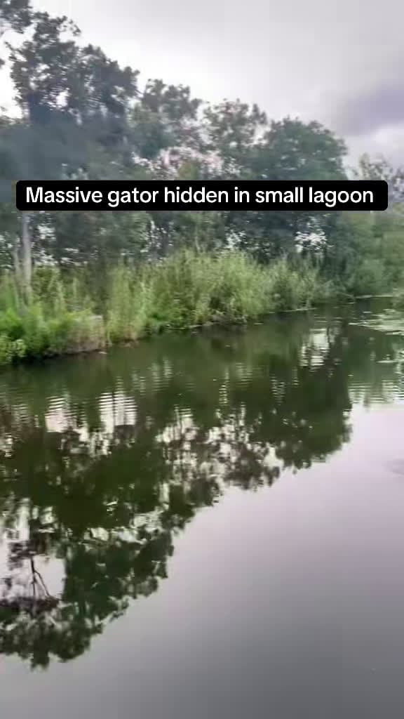 cover for If you can’t see your toes, don’t step in Florida waters! 🐊 #GatorAttack #Florida #Viral