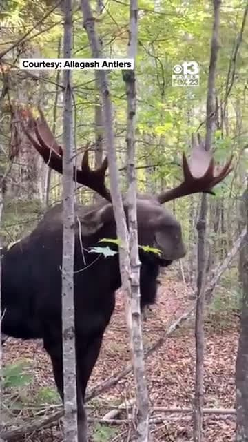 cover for When Moose just can’t take no for an answer! 🦌😂 #MooseLife #NoMeansNo #WildlifeMoments