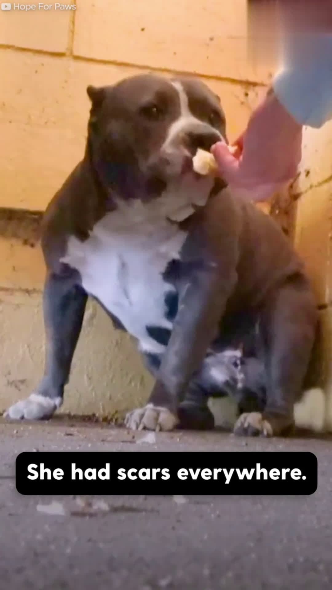 cover for Pittie Couldn't Stop Shaking Until Her Rescuers Finally Give Her A HugPittie found living behind a dumpster couldn't stop trembling until she met her rescuers 💕