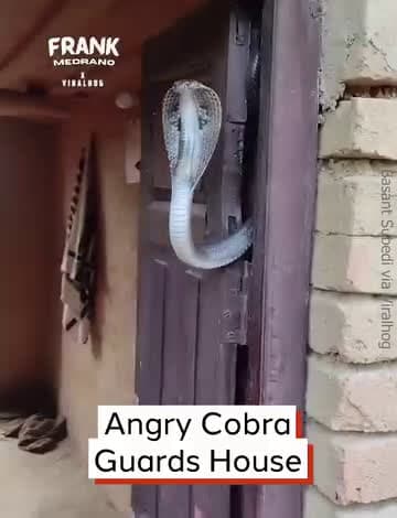 cover for Angry Cobra Guards House