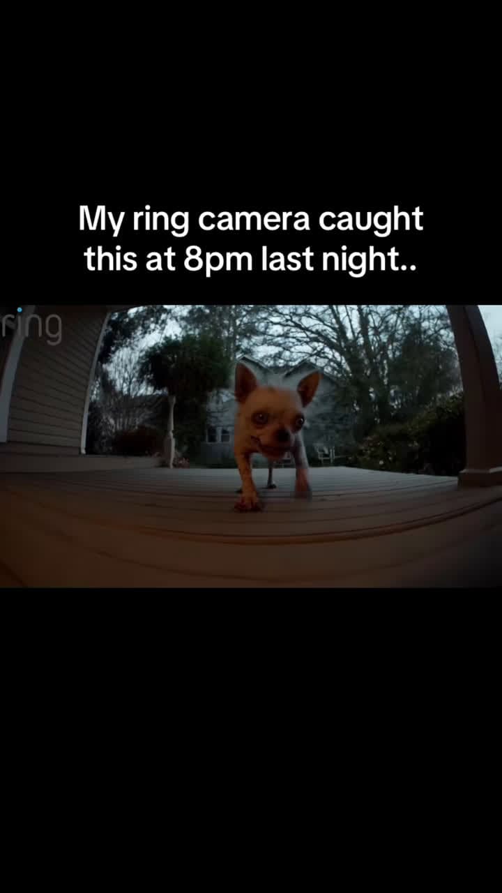 cover for Caught on my Ring cam at 8PM last night... What is this? 👀 #ringcamera #creepy #weird #fyp