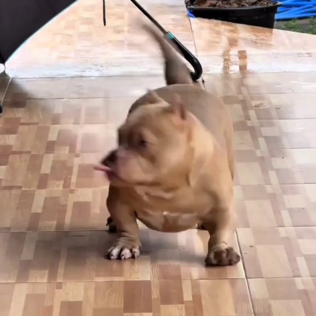 cover for funny dog🤣 #dog #funny #foryoupage 