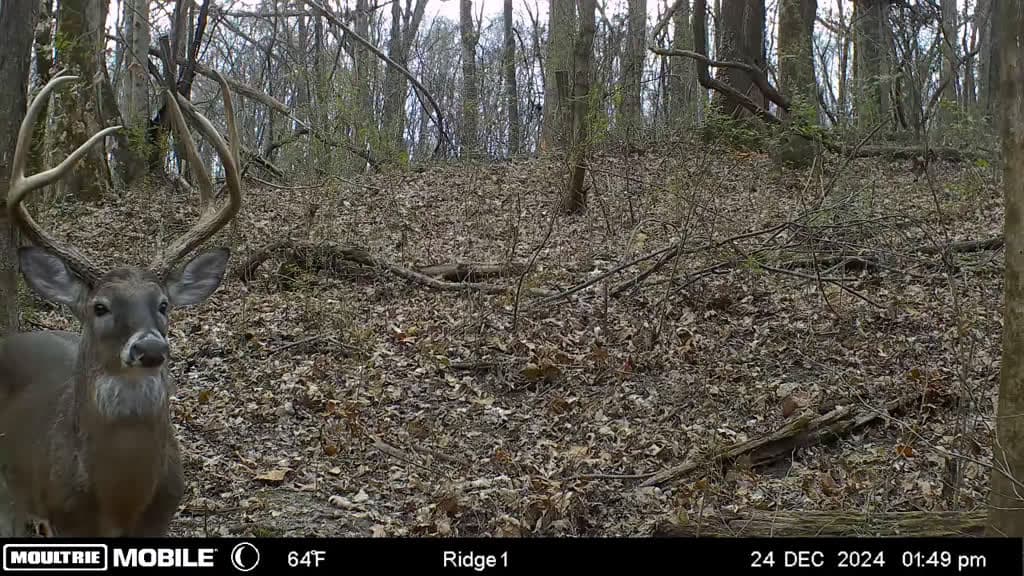 cover for The urge to scout is back—cameras ready for big bucks! 🦌 #deerseason #bowhunting #whitetail