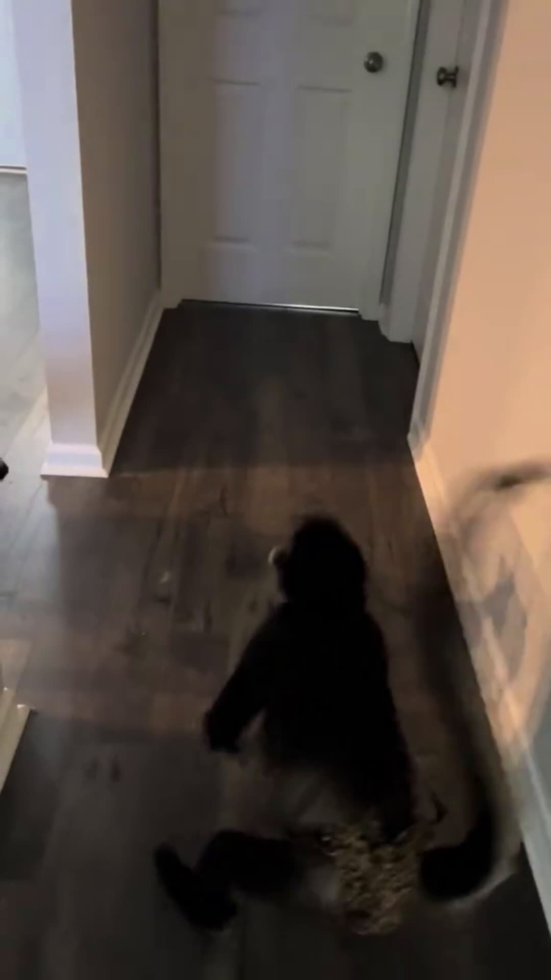 cover for BOOP 😂 #tease #sister #animals #dog #monkey #fyp #funny #scoopzanimalvideo 