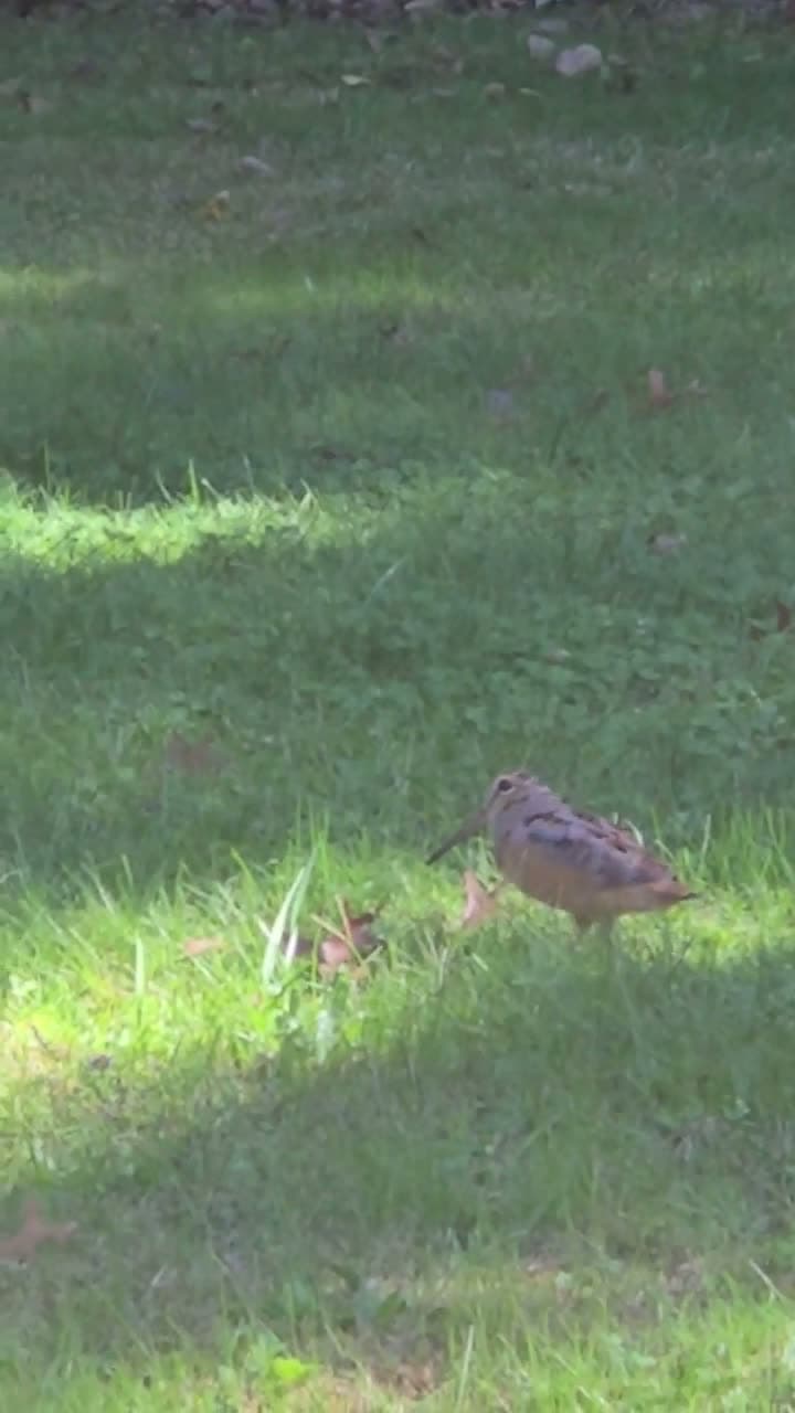 cover for Can you guess this mysterious bird? 🐦 #BirdWatch #NatureMystery #Wildlife