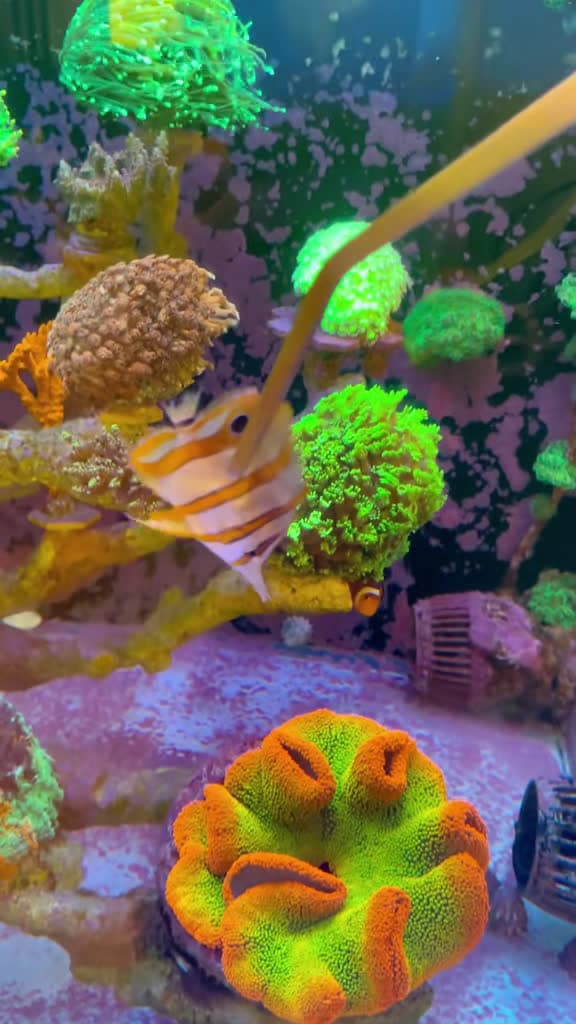 cover for Dive into the mesmerizing world of clownfish in their glassy paradise! 🐠✨ #AquariumAdventures #Clownfish #UnderwaterBeauty