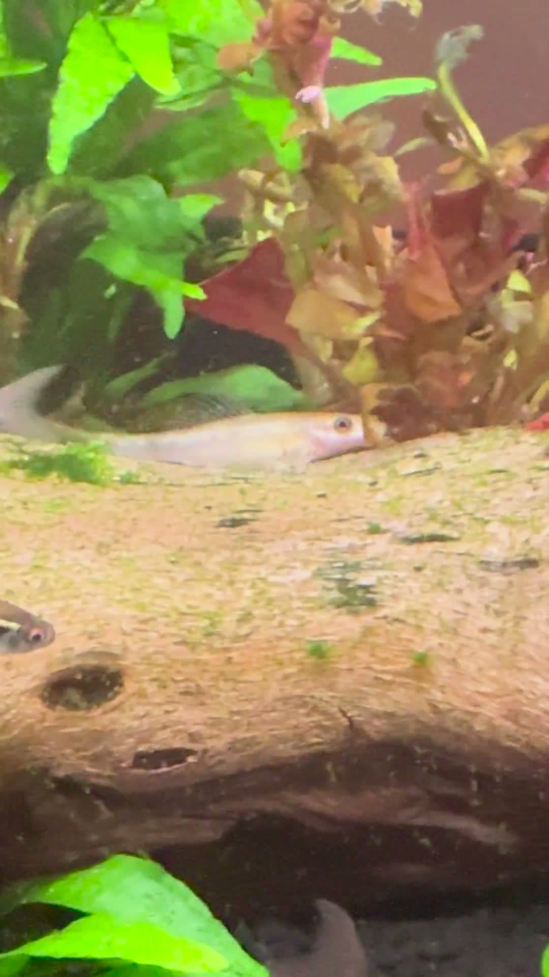 cover for Oto vs. Algae Eater: Which one cleans better? 🐟 #AquariumLife #FishTank #AlgaeControl