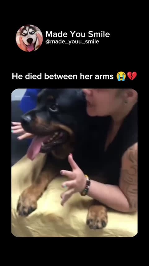 cover for Heartbroken as my loyal Rottweiler Zeus took his last breath in my arms 💔 #Rottweiler #DogLove #GoodbyeZeus
