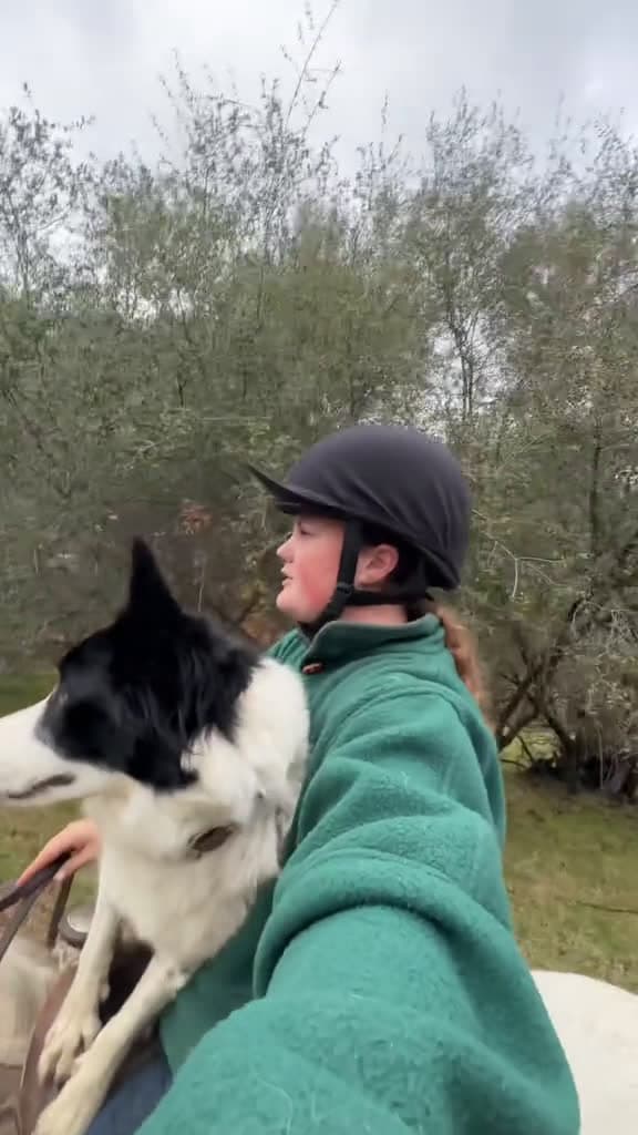 cover for Replying to helluspropellus hope this answers a few questions workingbordercollie DogTrain 01710 #trend