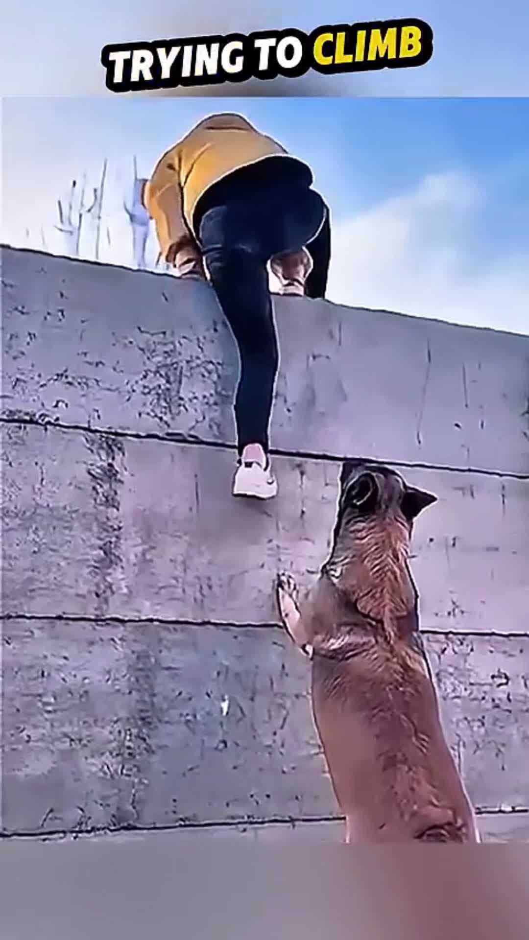 cover for Smart Dog Helps Girl Climb Down the Wall!"🫡#viral 