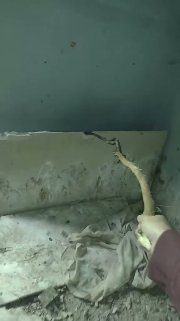 cover for Exploring an eerie abandoned house and stumbled upon this chilling creature! 😱 #AbandonedHouse #CreepyEncounter #ViralMoment