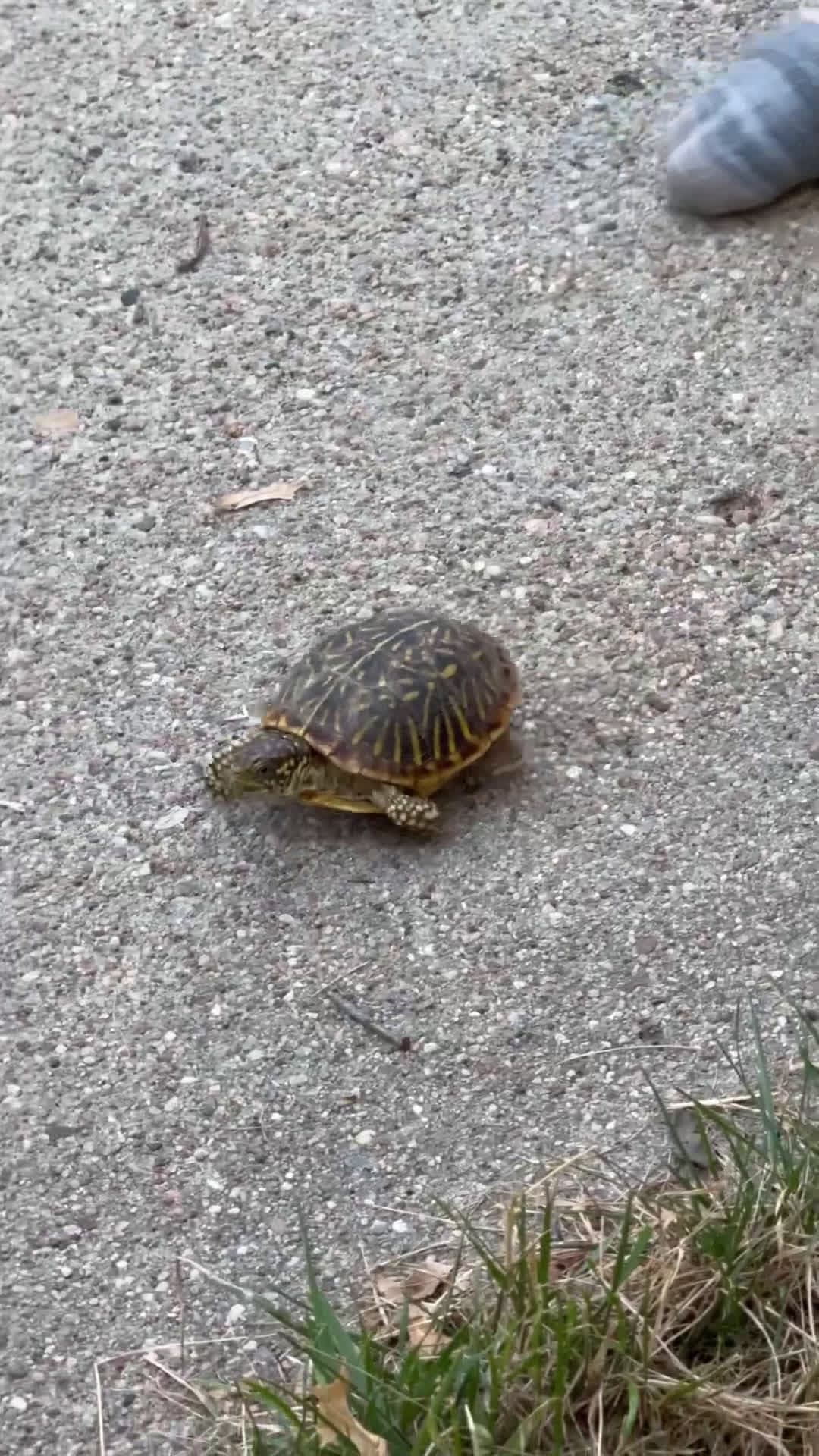 cover for Have You Ever Seen A Ornate Box Turtle In Nebraska