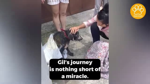 cover for Poor Abandoned Dog Shows Incredible Strength in Journey from Suffering to Joy