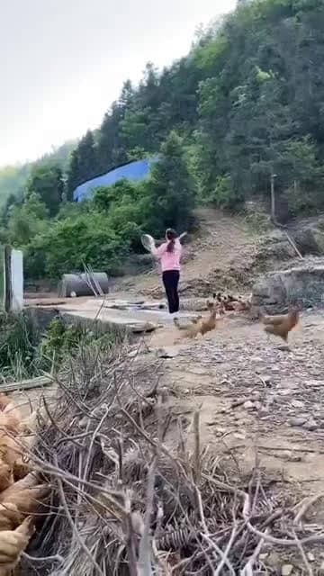 cover for When the whole flock answers the call! 🐔🐔 #ChickenSquad #FarmLife #AnimalLove