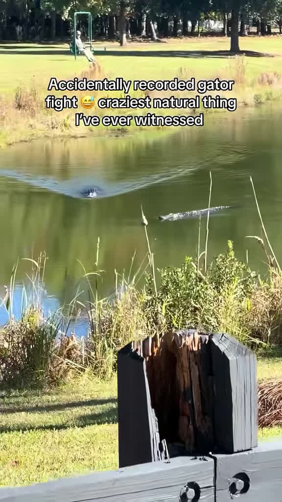 cover for Epic alligator showdown caught on camera in Florida’s Everglades! 🐊💥 #Florida #Alligator #Wildlife