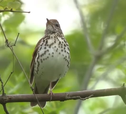 cover for What's your favorite bird song? Here's the beautiful Wood Thrush! 🐦🎶 #BirdSongs #WoodThrush #NatureSounds