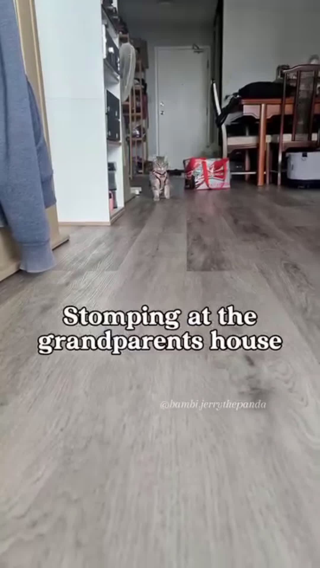cover for When the kitty wants to be noticed. Stomping around. #cute #adorable #sweet #stomping #fyp #vira #scoopz #wow #cutenessoverload #cat #kitty #pet  #animals 