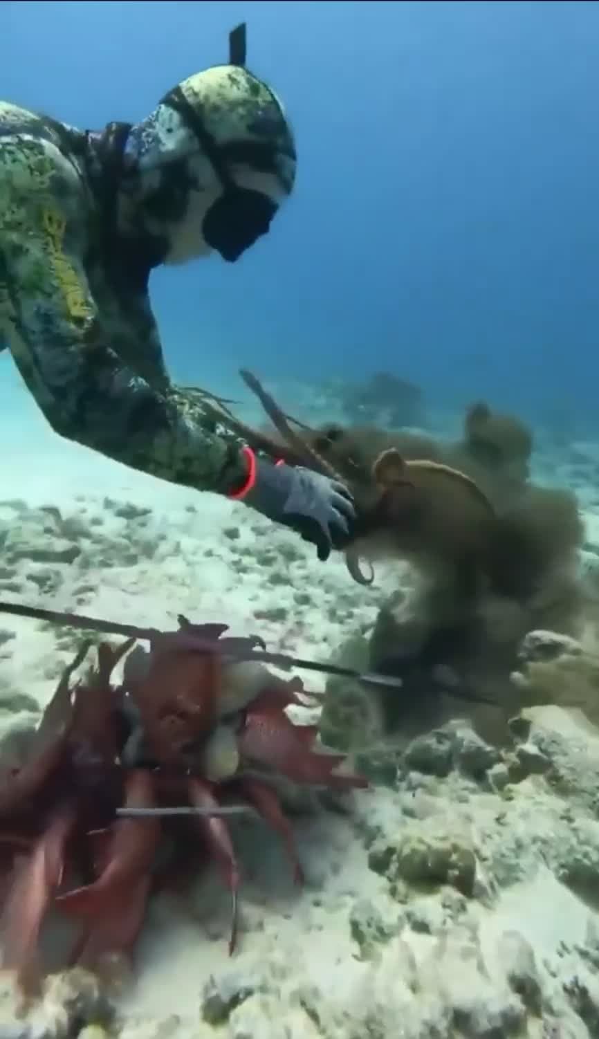 cover for Diver messed with the wrong Octopus