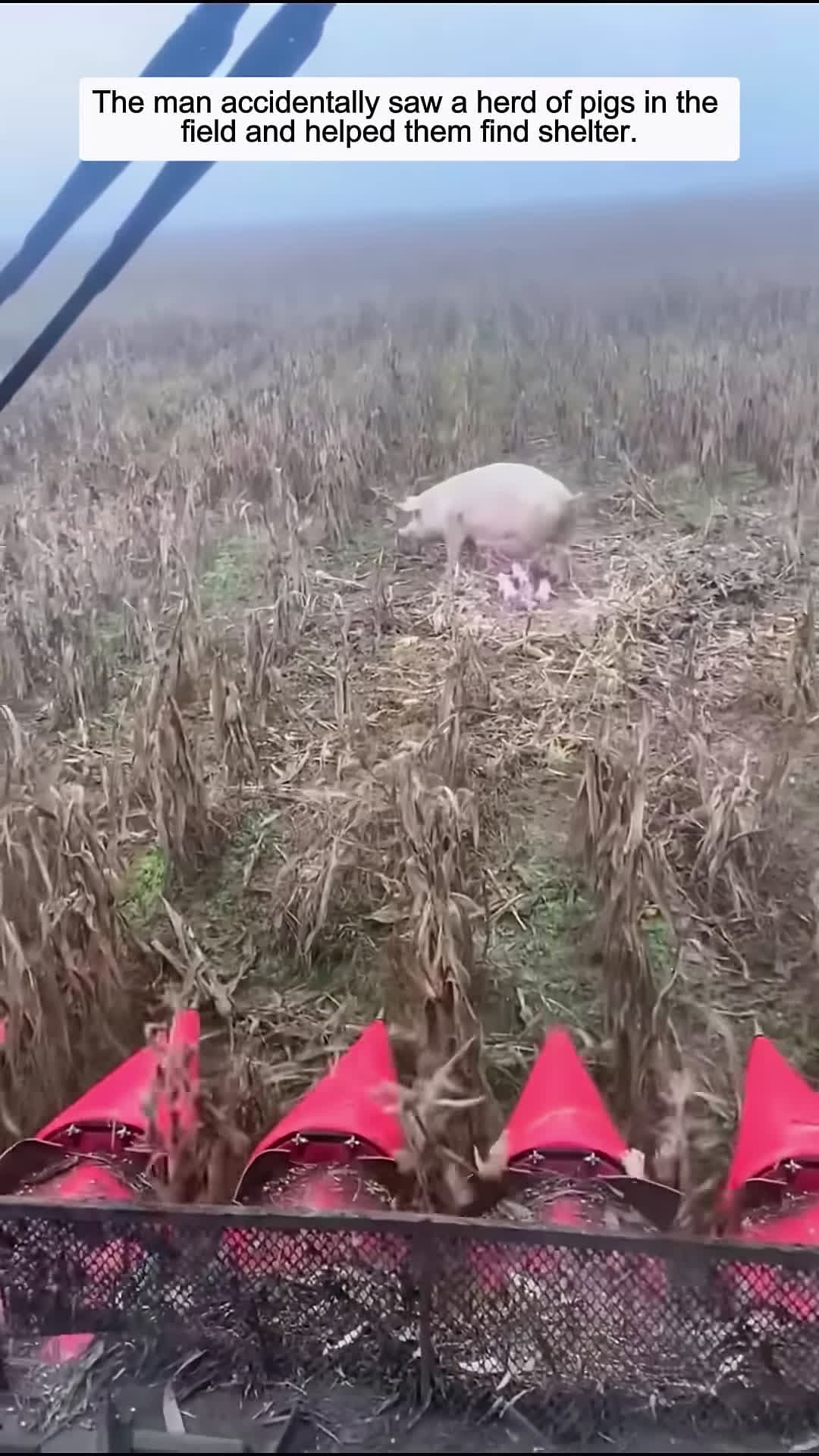 cover for The man accidentally saw a herd of pigs in the field and helped them find shelter animalshorts