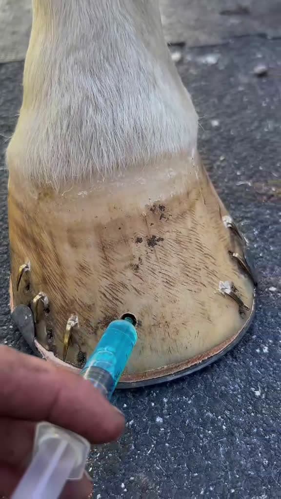 cover for viral care hoofcare horses farriersoftiktok farrier farrierlife ASMR horse viralvideo hoof 86762 #us