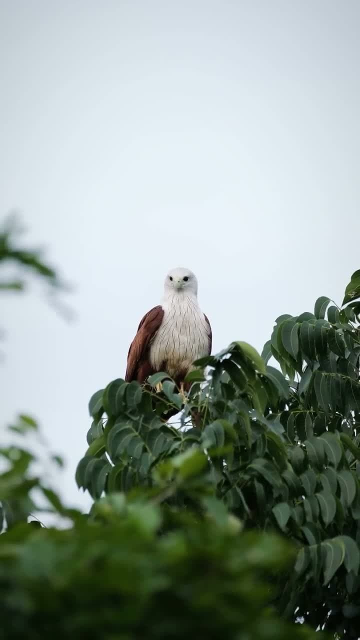 cover for Watch this majestic eagle scanning its kingdom 🦅 #EagleEye #Wildlife #MajesticBirds