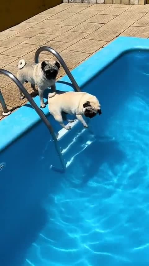 cover for Watch him test the water like a pro before diving in! 🏊‍♂️ #SwimmingSkills #WaterTest #ProSwimmer