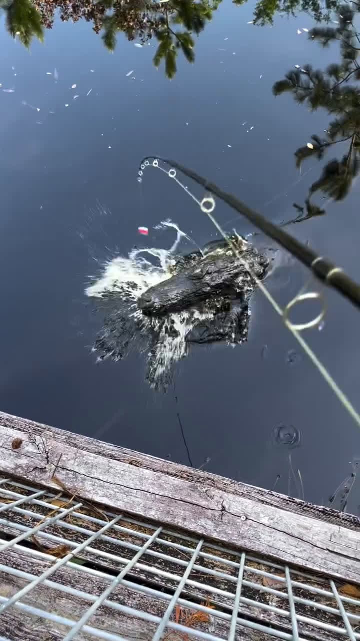 cover for #FirstVideoChallenge Sacrificing catfish to the swamp puppies Follow @onth3bank for more bank fishing videos! #bankfishing #pondhopping #fishingvideos #fishingmemes #bassfishing #largemouthbass #catfish #gator