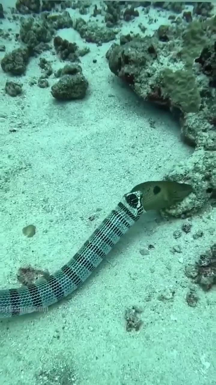 cover for Sea snake spits out a whole moray eel! 🐍😱 #Wildlife #Nature #SeaCreatures