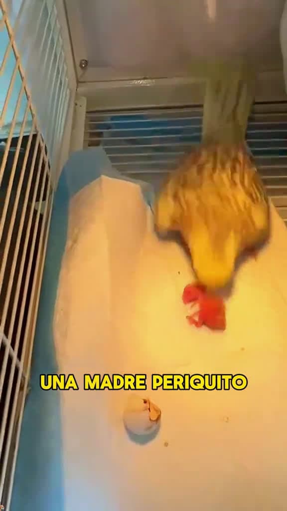 cover for Its mother has no sense of responsibility #animals #Foryou #Friendship #Us #fyp #Parrot created by Animal Planet with Animal Planet’s original sound