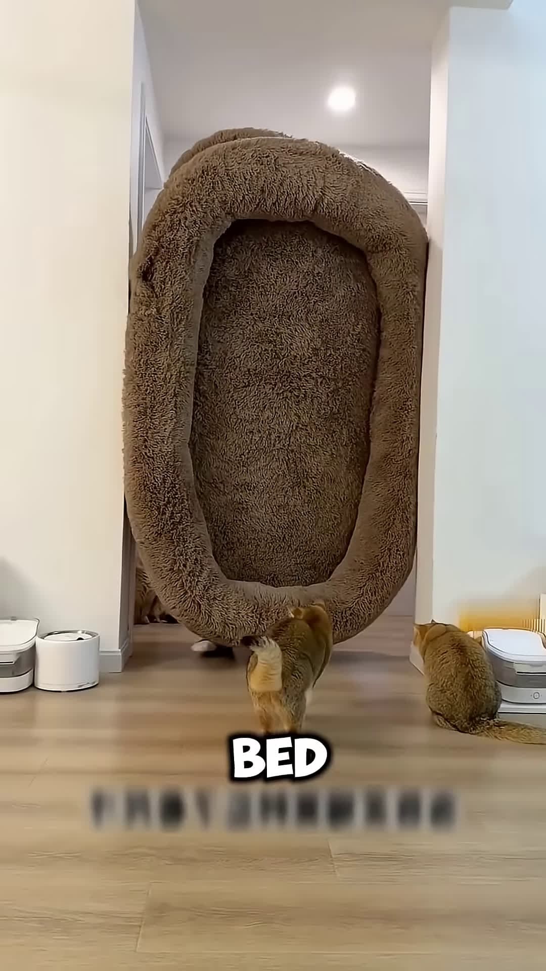 cover for He Bought a GIANT Bed for His Cats But THIS Happened