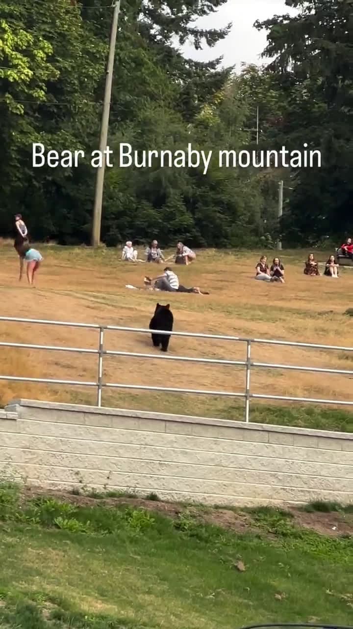 cover for Everyone stayed silent... but did you? 🐻 #BearMoment #SilentCrowd #WildlifeWatch