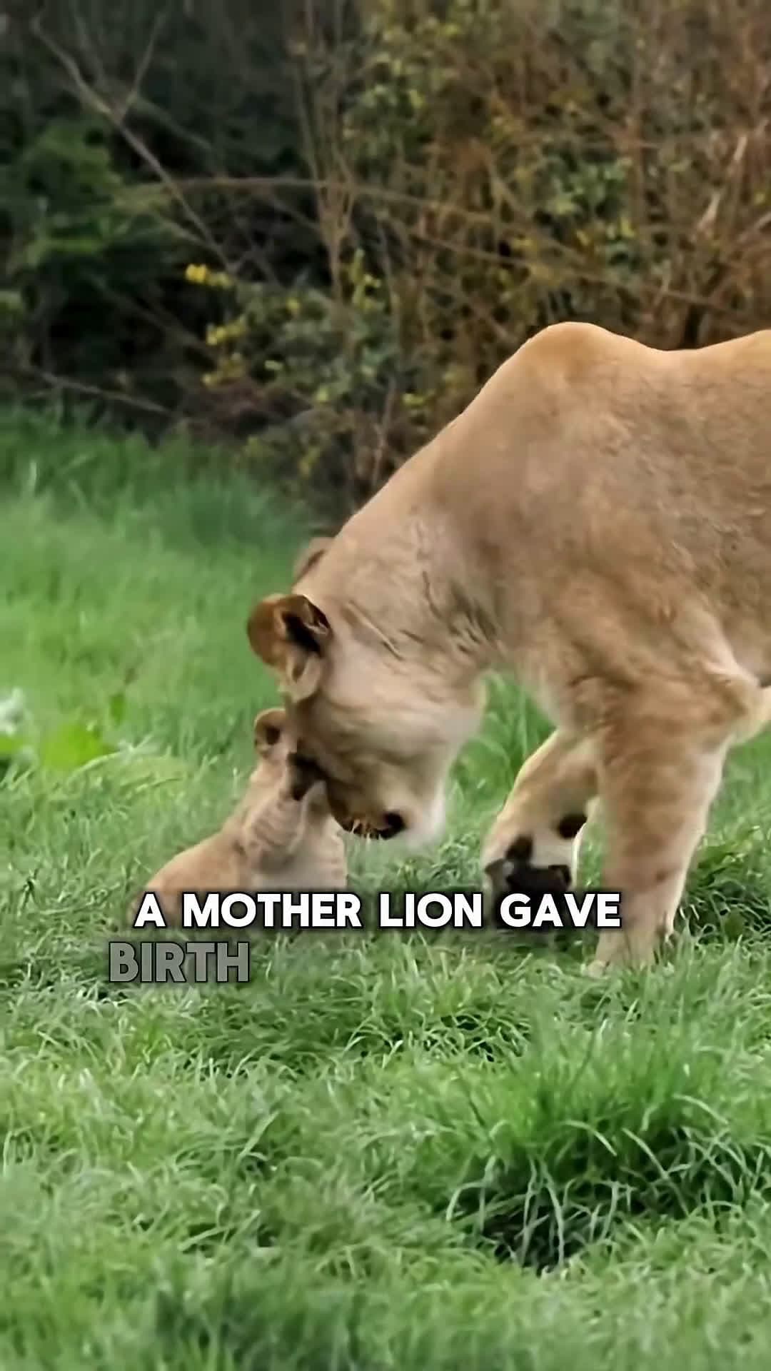 cover for The Lion Cub Was Left Behind… Until a Dog Became His Mom #scoopzanimalvideo 