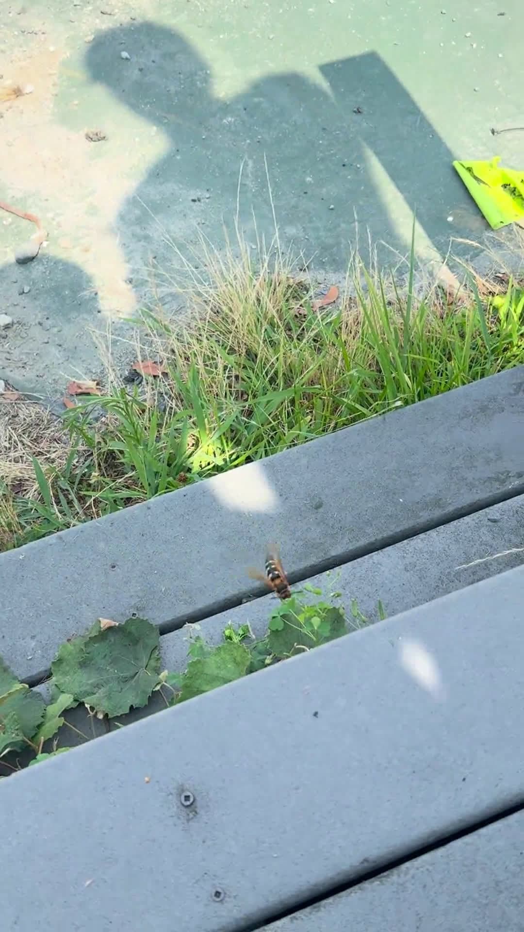 cover for Massive cicada killer wasp caught on camera at the office! 🐝 #Nature #Wasp #Wildlife