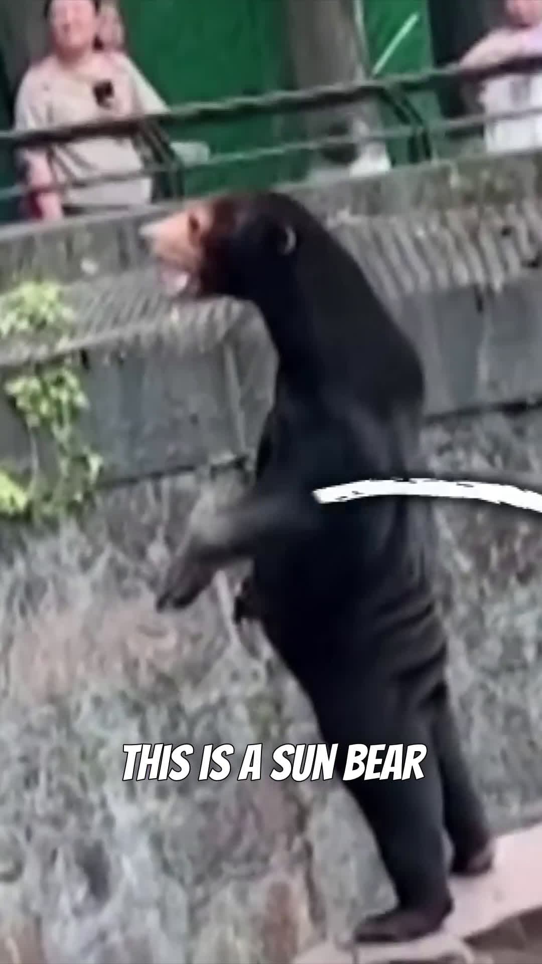 cover for The sun bear is the definition of don't judge a book by its cover.