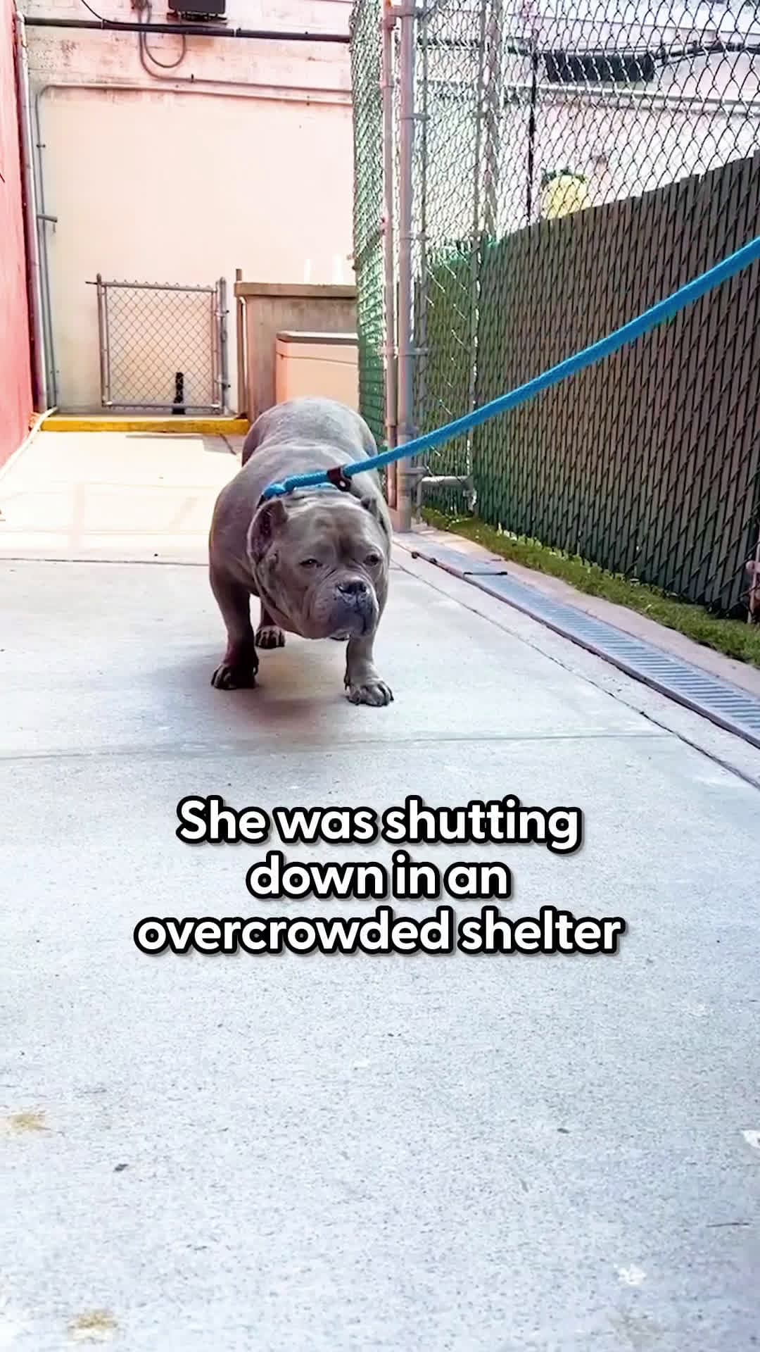 cover for Pittie From Overcrowded Shelter Plays With Toys For The First TimeHer face when she gets her first bath 😭 ❤️