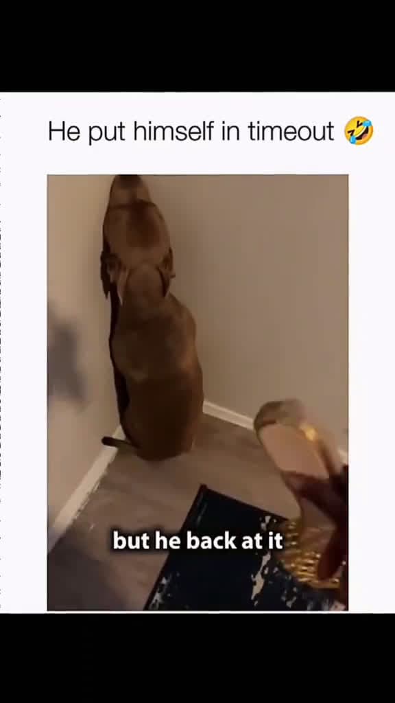 cover for #turixfails #turixpets #turixlaughs #turixanimals #turixmoments #turixlol #turixreels #funnypets #funnydogs #petfails #dogfails #derpydogs #dogmemes #petmemes #zoomies #doggofails #pupperlaughs #hilariouspets #petcomedy 