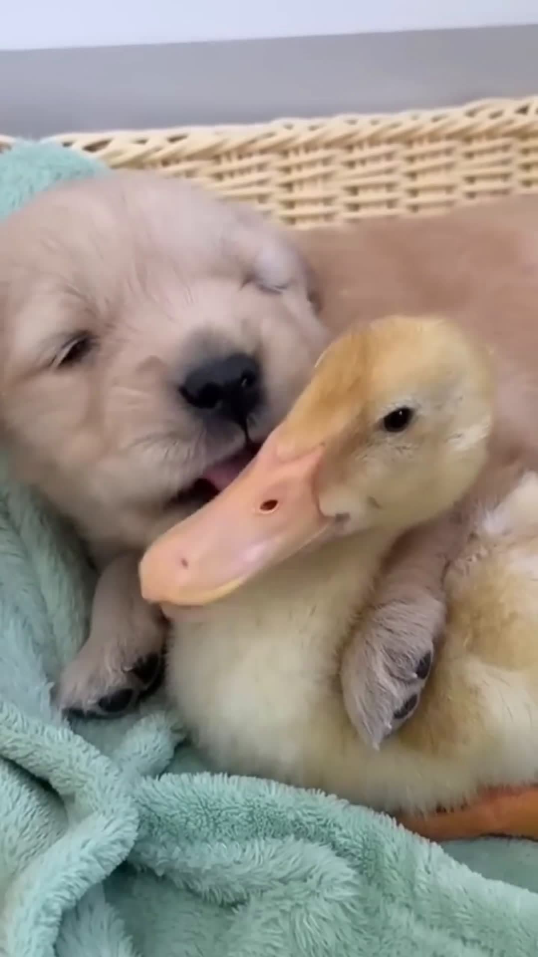 cover for Golden retriever puppy loves ducklings.Cute and funny  #scoopz  #dog  #puppy  #duck  #cute 