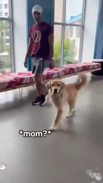 cover for The moment this pup spots their human in a crowd 🐶❤️ #DogLove #Reunited #CuteAnimals