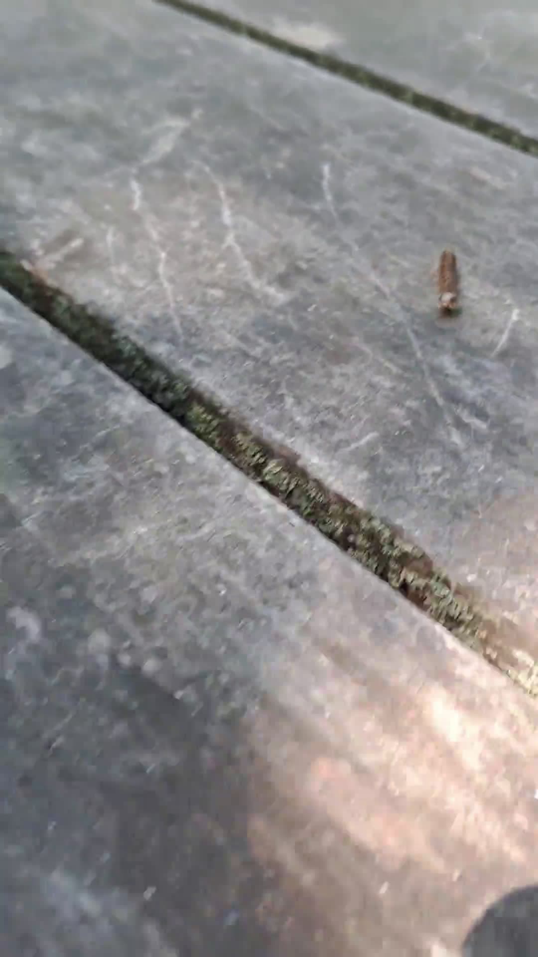 cover for Who is this tiny visitor? Guess its name and why it kept coming back all day—watch until the end for the surprise! 🐾 #TinyVisitor #GuessTheName #MysteryCreature #CuteAnimals #ViralMoment