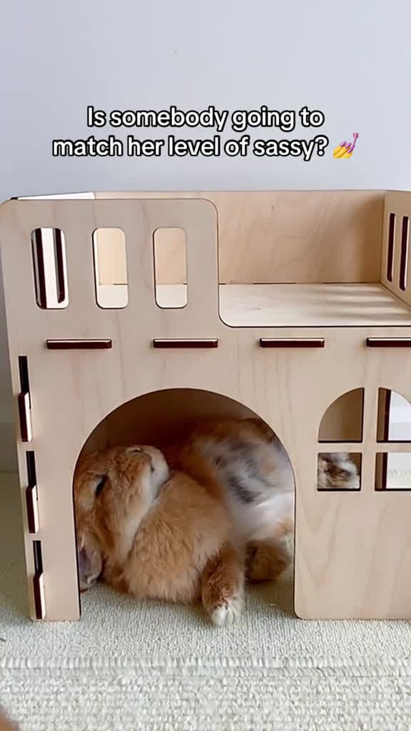 cover for My bunny Mochi has a confidence like no other cuteanimals cute bunnies 16895 #shortvideos