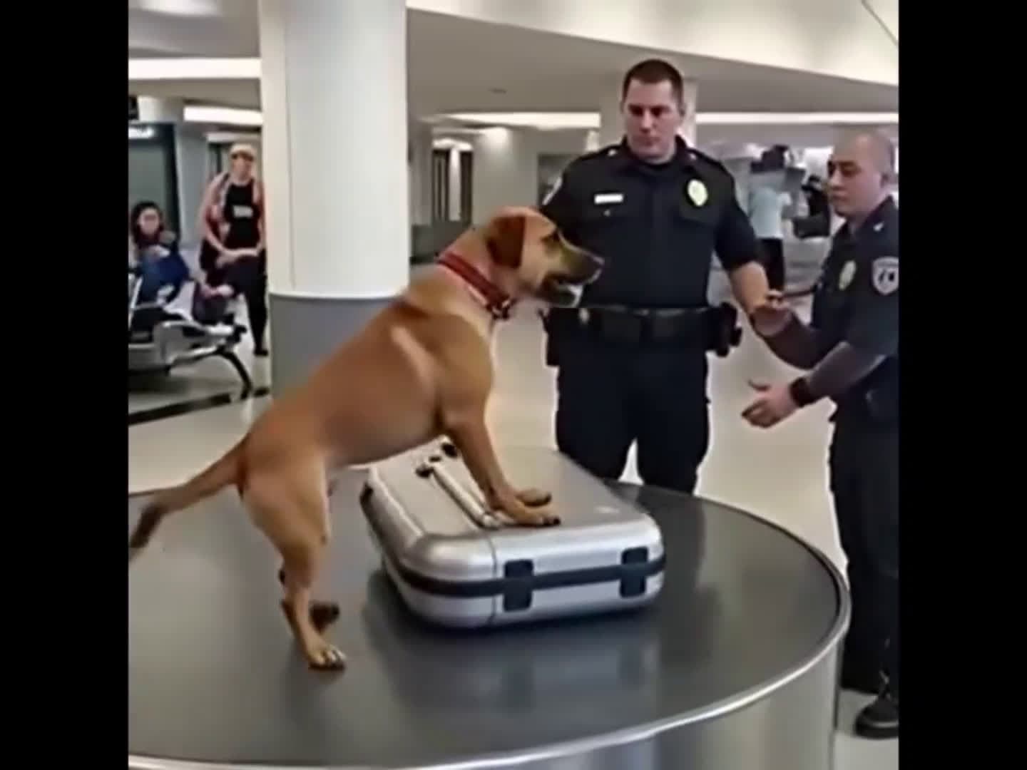 cover for Dog Suddenly Jumps At A Suitcase — What Cops Found Inside Made Them Burst Into Tears! Watch_ 😱👇