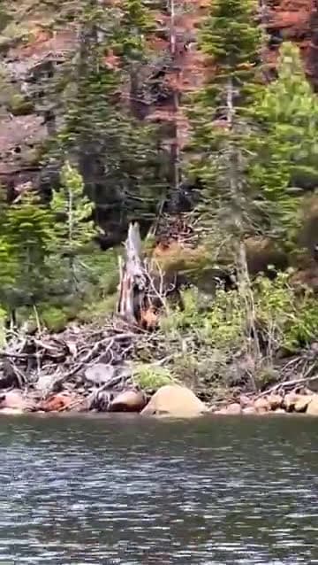 cover for Watch this incredible bear scale a giant tree! 🐻🌲 #Wildlife #AmazingNature #BearClimbing