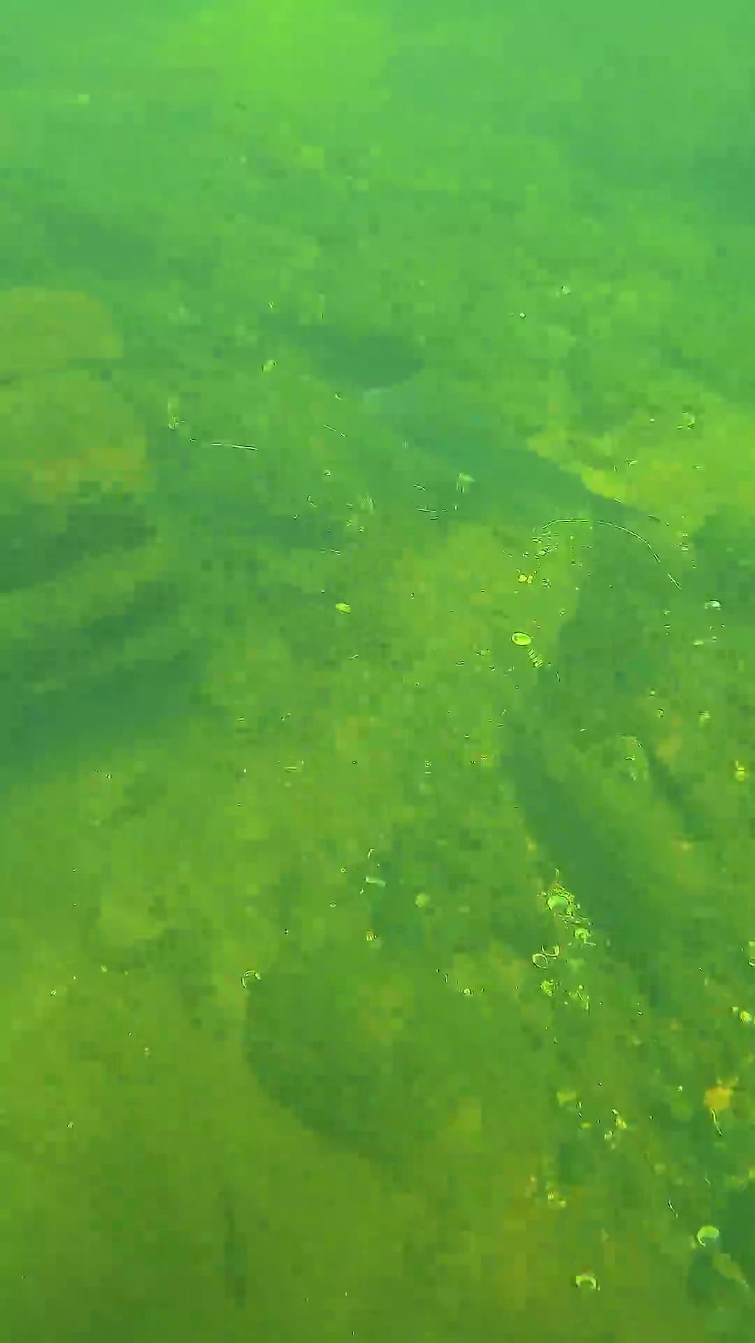 cover for I Saved Catfish Underwater! #scoopz 