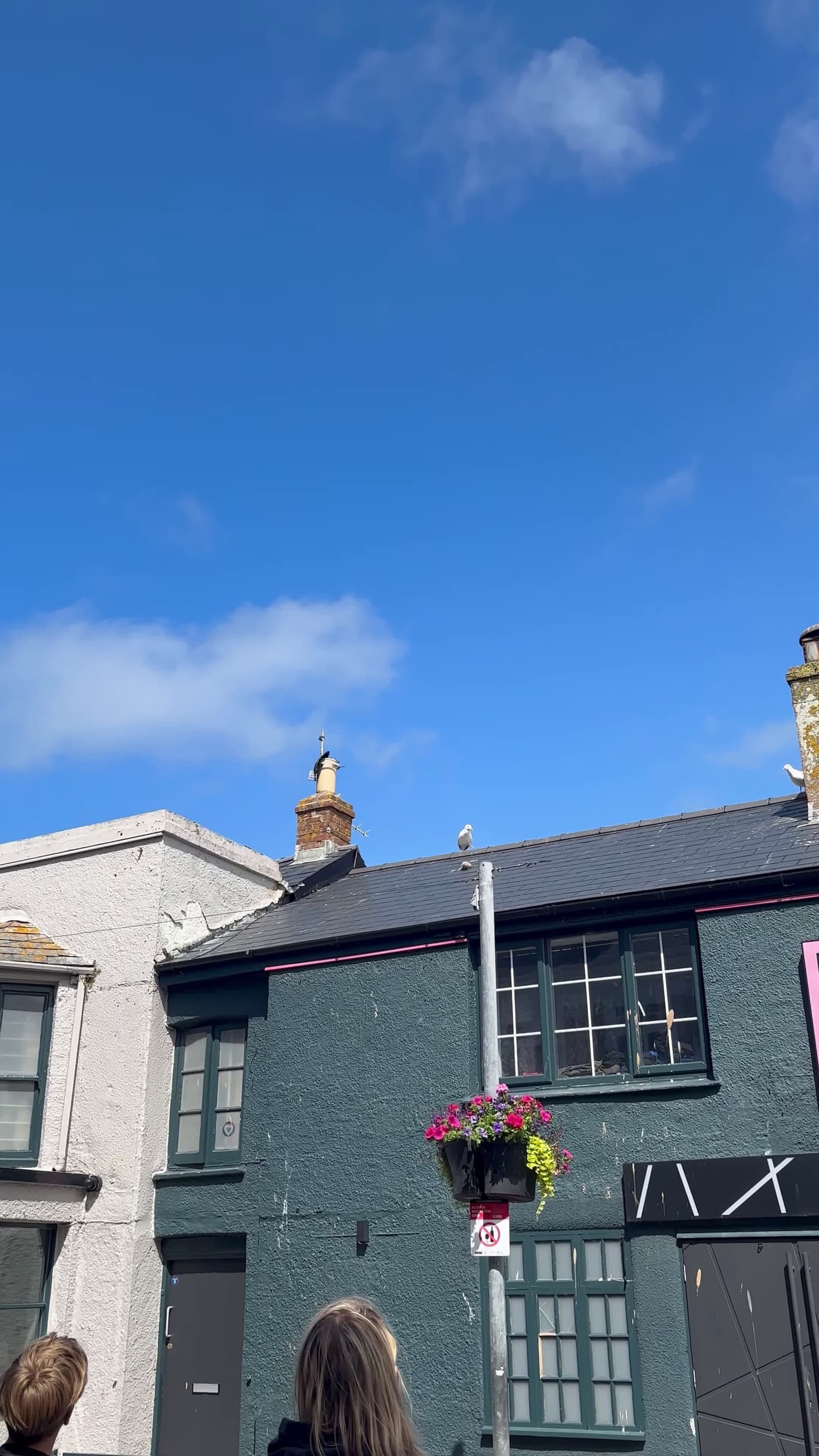 cover for #FirstVideoChallenge Crowd Cheers on Baby Seagull Struggling to Climb Back Up Roof.