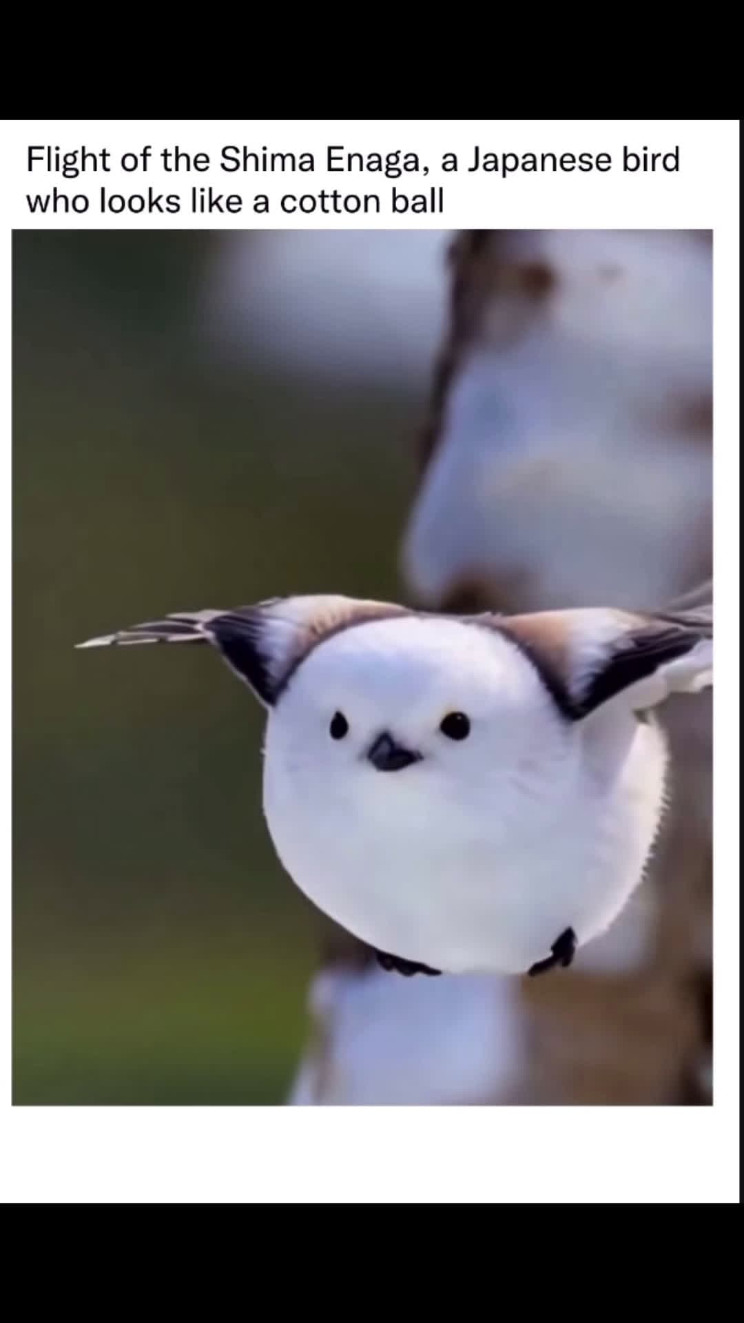 cover for So fluffy #owl  #cute  #foryou  #fyp  #beautiful  #explore  #viral